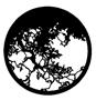 Gam Pattern 221 - Hanging Branches